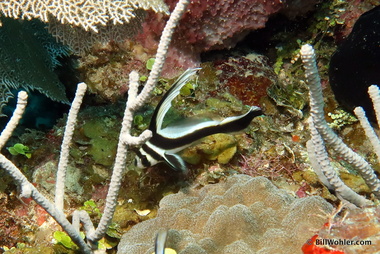 While I was shooting this spotted drum (Equetus punctatus)...