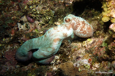Caribbean reef octobpus (Octopus briareus)