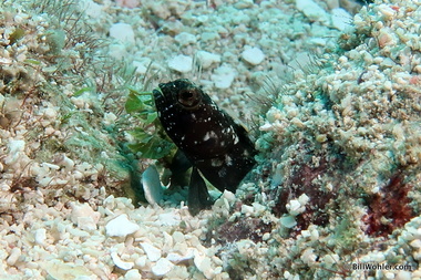 Sailfin blenny (Emblemaria pandionis)