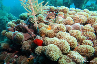 Very healthy corals