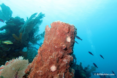 The first of many giant barrel sponges (Xestospongia muta)