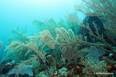 Sea plumes and whip corals