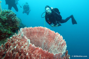 Lori hovers over a giant barrel sponge (Xestospongia muta)