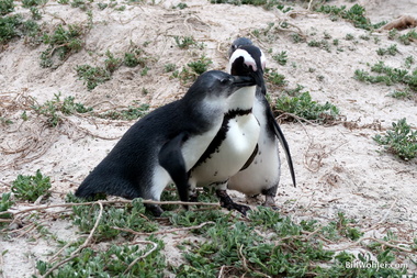 A young African penguin (Spheniscus demersus) feeds