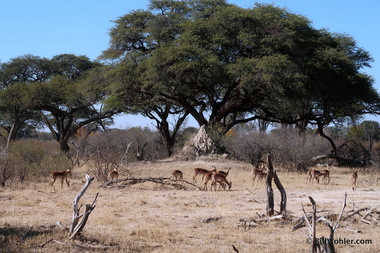 Impalas (Aepyceros melampus), a termite mound, and camelthorne trees