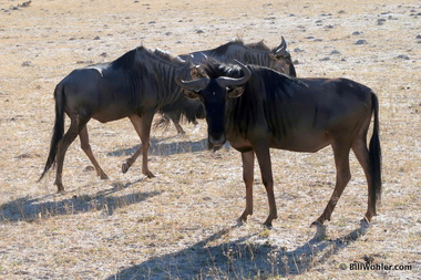 Blue wildebeest (Connochaetes taurinus)