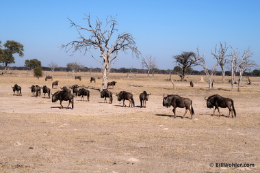We saw several good-sized herds of blue wildebeests (Connochaetes taurinus)