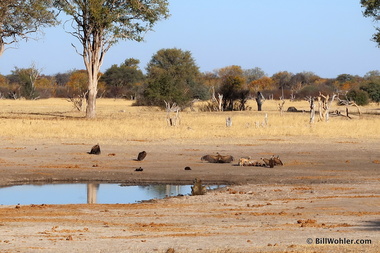 Vultures (Gyps coprotheres) and a black-backed jackal (Canis mesomelas) share the spoils of the baby elephant, while a pair of baboons (Papio cynocephalus) just get a drink
