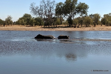 A pair of hippos (Hippopotamus amphibius) are our last spotted game on this safari