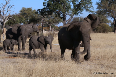 This elephant (Loxodonta africana) made a few false charges. We backed off.