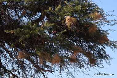 More nests of the social weaver (Philetairus socius)