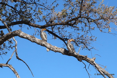 A pair of Southern yellow-billed hornbills (Tockus leucomelas)