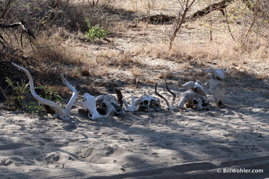 Kudu, warthog, Cape buffalo, camel, impala, and steenbok skulls line the road