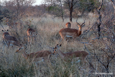 Impala (Aepyceros melampus) were also quite common
