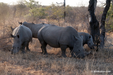 White rhino (Ceratotherium simum)