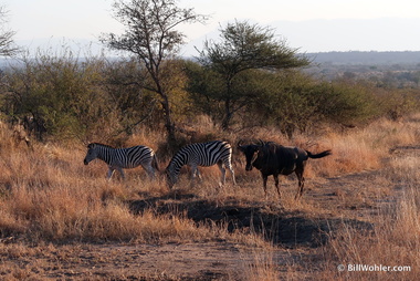Zebras and the blue wildebeest (Connochaetes taurinus) make good companions