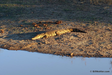 Nearby, a Nile crocodile (Crocodylus niloticus) basks in the setting sun