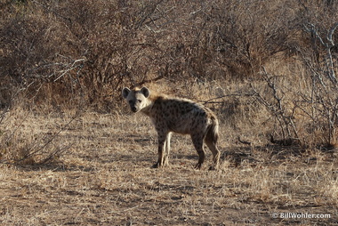 The hyena (Crocuta crocuta) is a very strange-looking animal