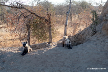 A pair of hyena (Crocuta crocuta) pups at home in their termite mound