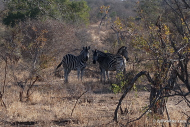 We saw lots of zebras (Equus quagga)