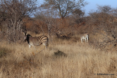 More zebras! (Equus quagga)