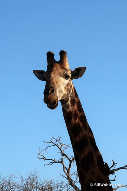 We saw lots of giraffes (Giraffa camelopardalis) as well