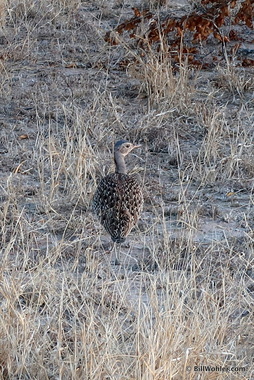 The red-crested korhaan or bustard (Lophotis ruficrista)