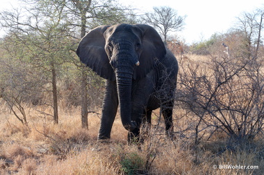 Our first of many elephants (Loxodonta africana)