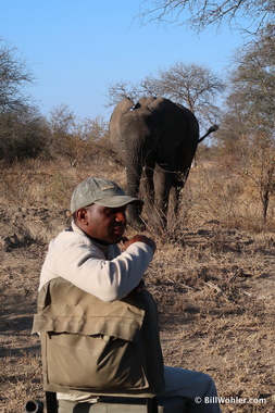 Kenny, our tracker, seems unconcerned (Loxodonta africana)