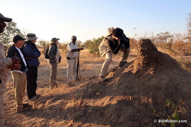 The termite (Macrotermes) mounds often point to the north for cooling and can get quite large--9 meters!