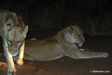 Our second big cat, a pair of female lions (Panthera leo)