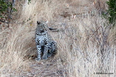 Our first big cat, a female leopard (Panthera pardus)