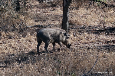 Africa's ugliest animal--the warthog (Phacochoerus africanus)