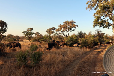 A herd of Cape buffalo (Syncerus caffer)
