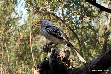 This southern yellow-billed hornbill (Tockus leucomelas) attacked its reflection in our window