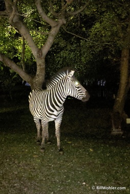 Shortly after this photo was taken, he (or she) and another zebra ran right by me on the path to the restaurant, their hooves clip-clopping as they brushed by me (Equus quagga)