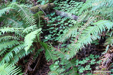 More sword ferns (Polysticheum munitum) and redwood sorrel (Oxalis oregana)