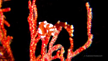 Denise's pygmy seahorse (Hippocampus denise) (photo by PJ Widestrand)