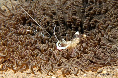 Magnificent anemone shrimp (Ancylomenes magnificus)