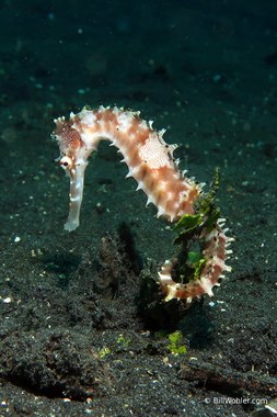Thorny seahorse (Hippocampus histrix)