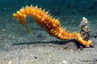 Thorny seahorse (Hippocampus histrix)