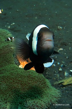 A clownfish charges