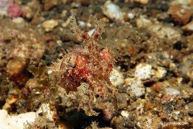 Dwarf cuttlefish (Sepia bandensis)