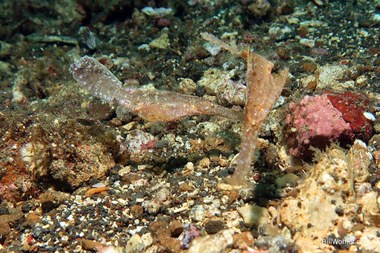 Robust ghost pipefish (Solenostomus cyanopterus)