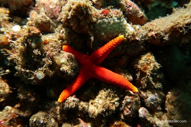 A four-armed starfish