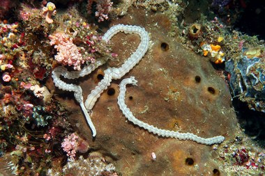 Lampert's sea cucumber (Synaptula lamperti)