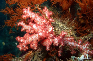 Lovely red soft coral