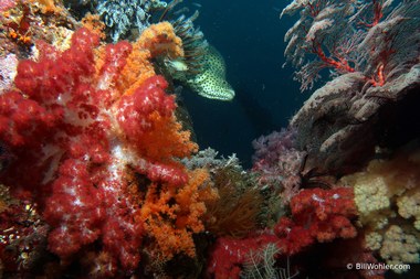 Barrumundi cod hides behind these lovely corals