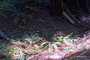 Menagerie, 2011, Jen Blazina, Hydro-cal, https://djerassi.org/sculptures/menagerie/. Footnotes, 2016, Cintia Santana, Found redwood planks, https://djerassi.org/sculptures/footnotes/