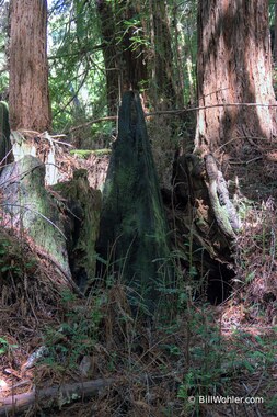 Charred Sphere, Pyramid, Cube for Redwood Stumps, 1989, David Nash, Charred redwood, https://djerassi.org/sculptures/charred-sphere-pyramid-cube-for-redwood-stumps/